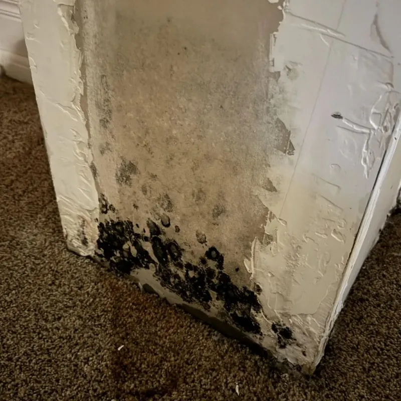 Professional Mold Removal in North Chicopee, MA